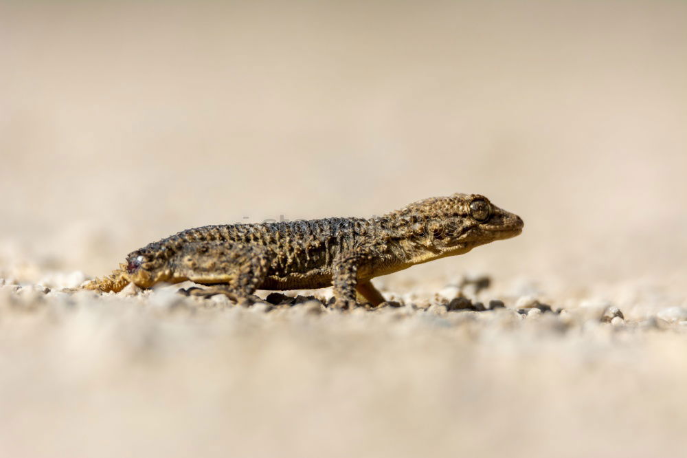 Similar – Image, Stock Photo nose horned viper closeup