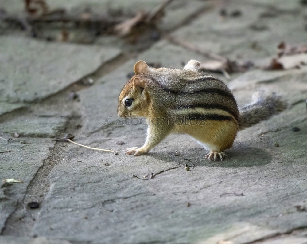 Similar – photobeagle Eichhörnchen