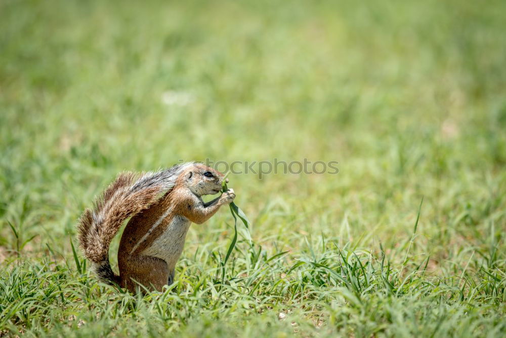 Similar – Image, Stock Photo spring cleaning Nature