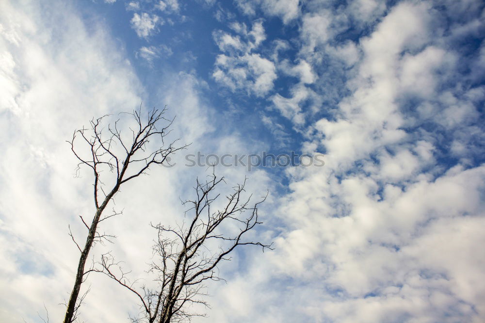 Similar – Tree in thunderstorm