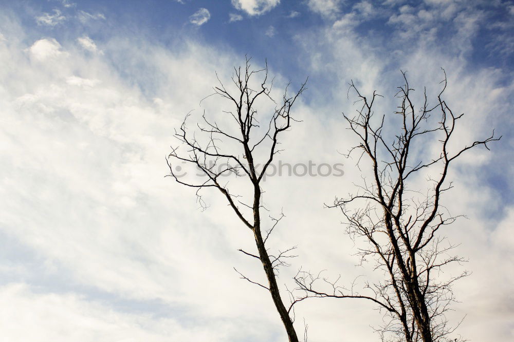 Similar – Image, Stock Photo HOPE CARRIER Environment