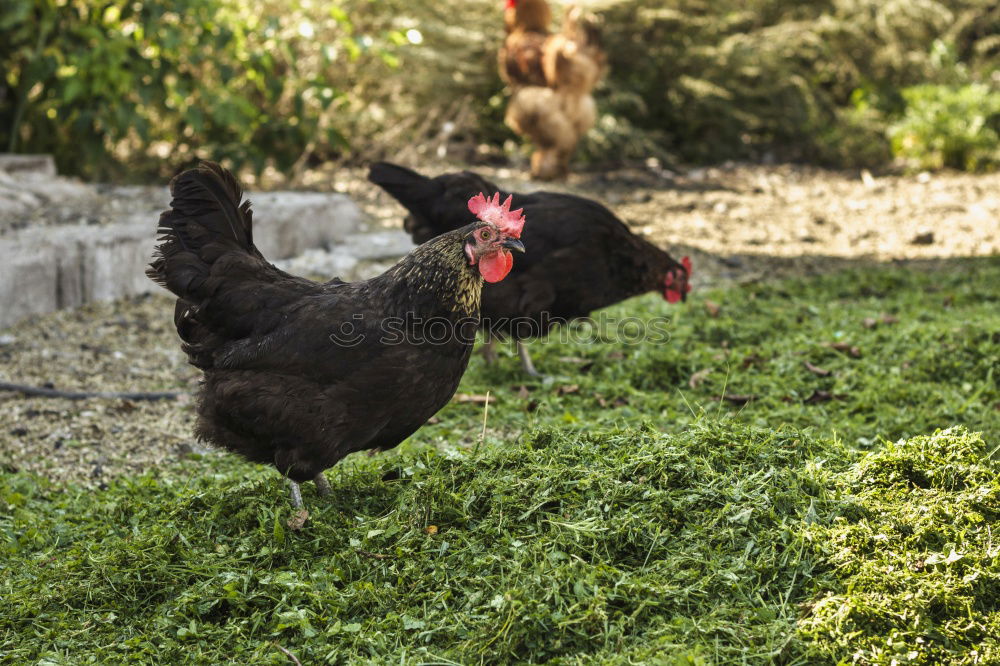 Similar – Chicken searching for food