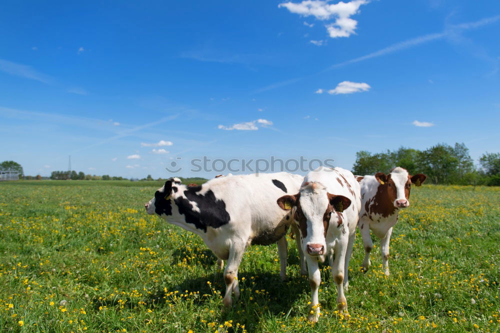 Similar – Image, Stock Photo herd of cows… Meat