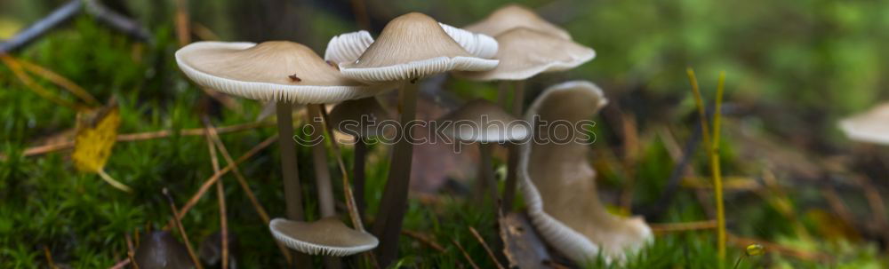 Similar – Foto Bild Stachelköpfchen Natur