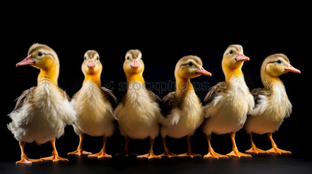 Similar – Foto Bild Im Gleichschritt, Vier Fränkische Weihnachtsgänse im Gleichschritt auf einer Wiese.