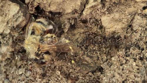 Similar – Foto Bild Pfui Spinne Vogelspinne