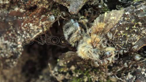 Similar – schmetterling Insekt