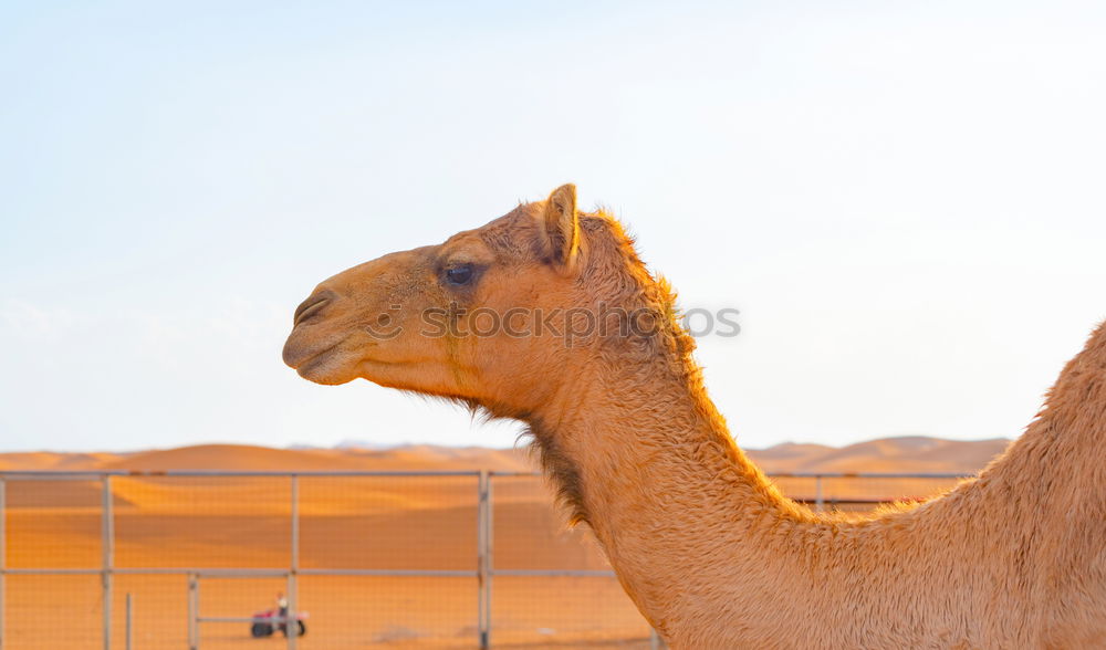 Similar – Camel up Dromedary Desert