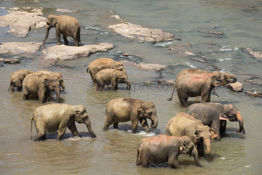 Similar – Foto Bild Elefanten Afrika Wasser