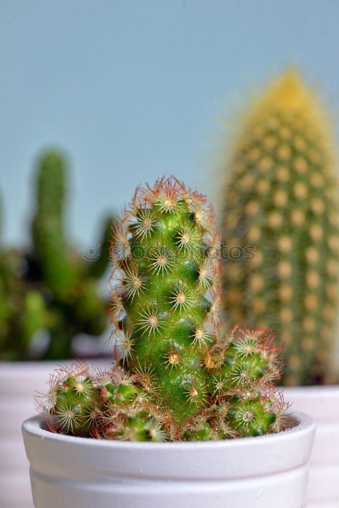 Image, Stock Photo cactus Cactus Plant