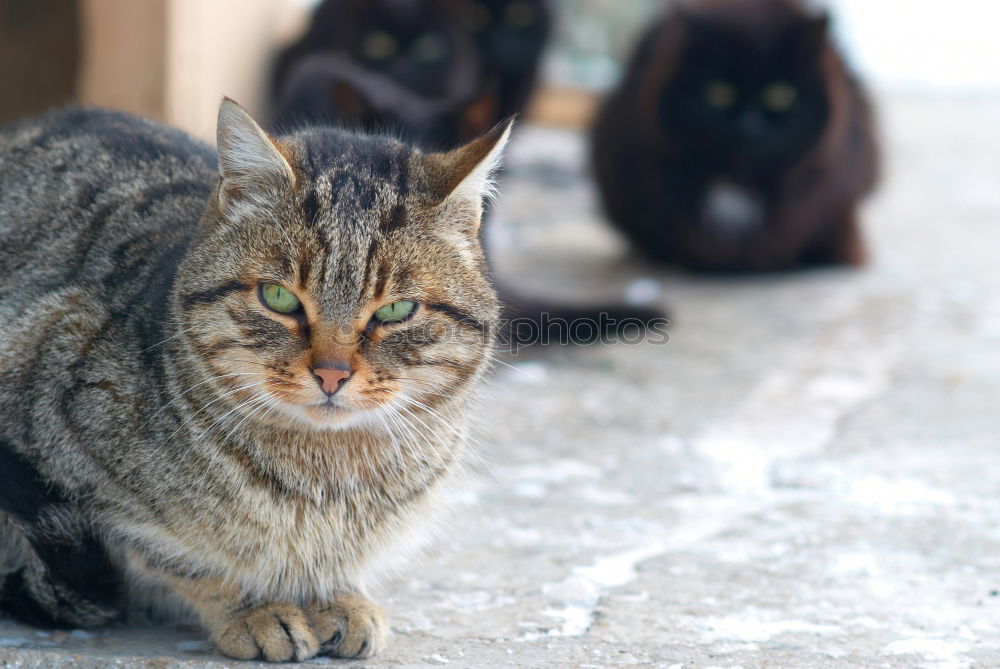 Similar – street cats Animal Pet