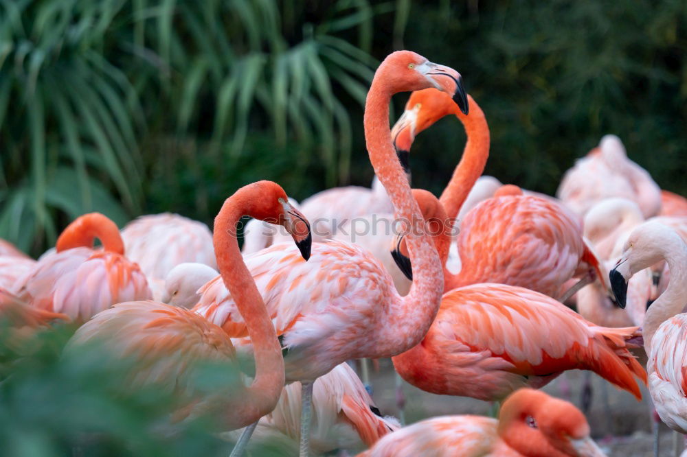 Flamingo im Zoo Flugtier