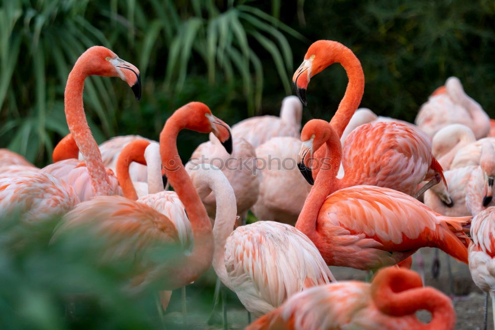 Similar – Flamingo im Zoo Flugtier