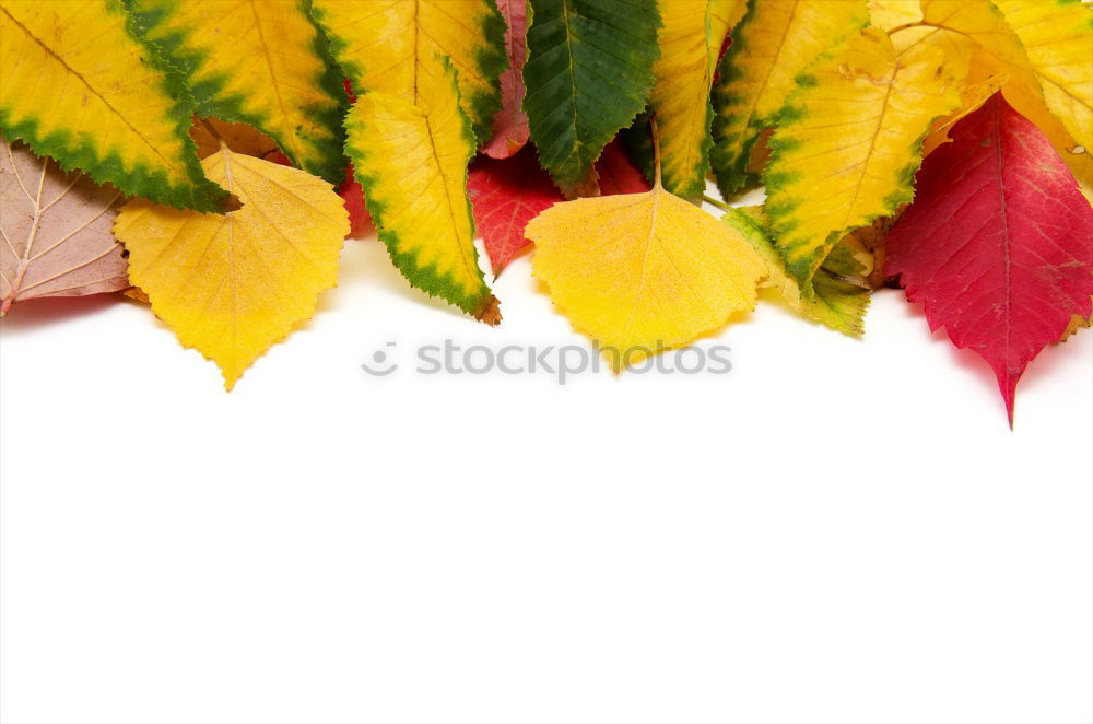 Similar – Image, Stock Photo A handful of autumn