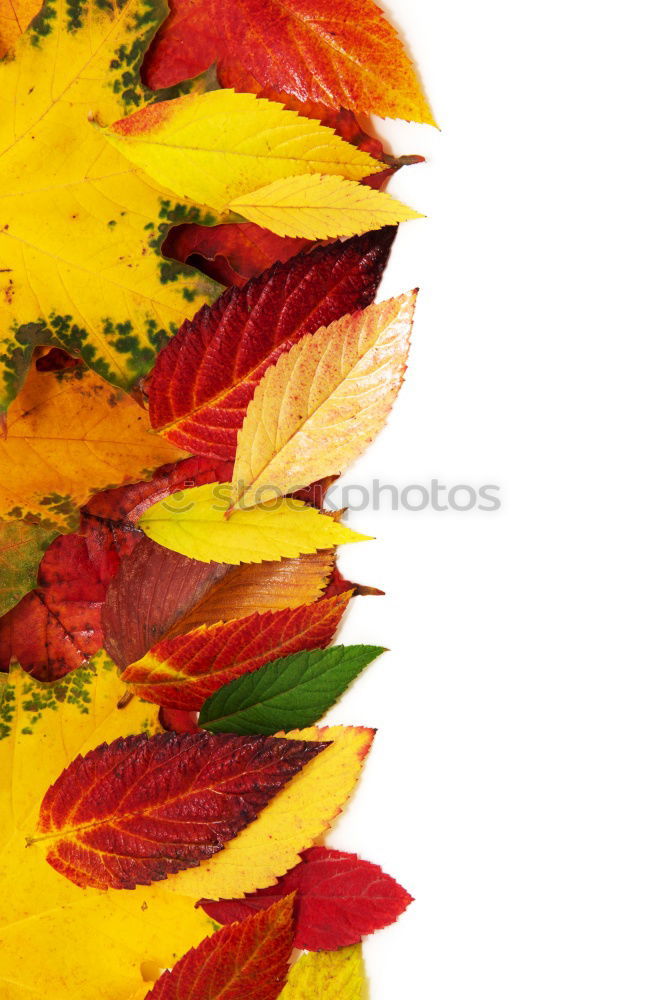 Similar – Image, Stock Photo A handful of autumn