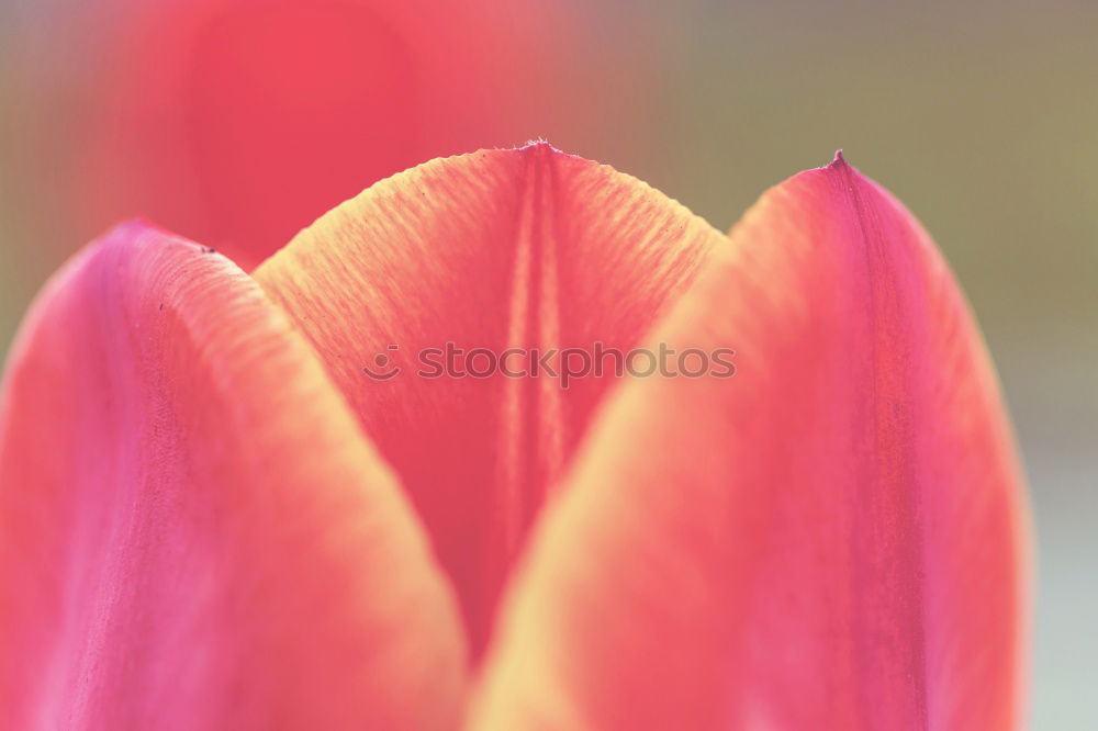 Similar – Foto Bild Stockrose Malvengewächse