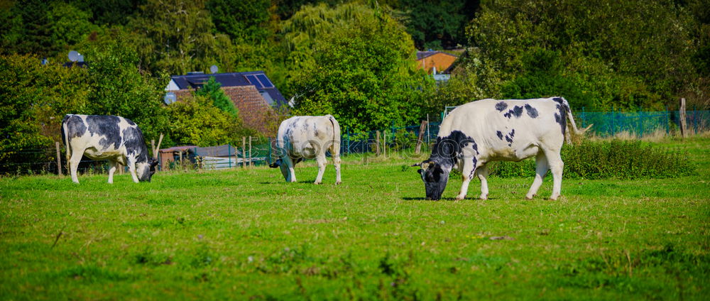 Similar – Foto Bild Außenseiter Kuh Wiese Gras