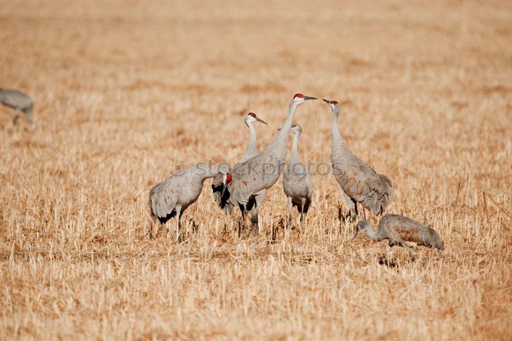 Similar – cranes Tree Field Animal