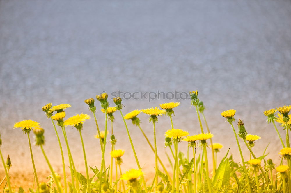 Image, Stock Photo Nature vs. Civilisation