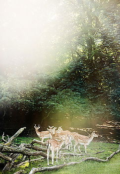 Similar – Image, Stock Photo The deer says “poop”. Deer