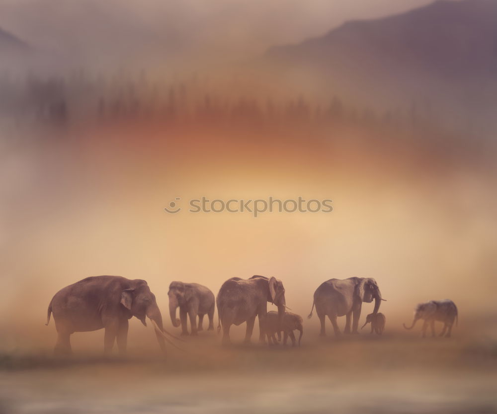 Similar – Image, Stock Photo zebras Nature Grass