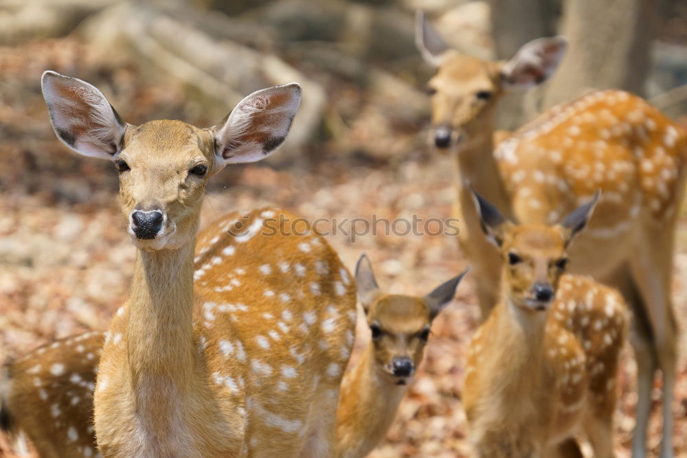 Similar – Image, Stock Photo We are family Meadow