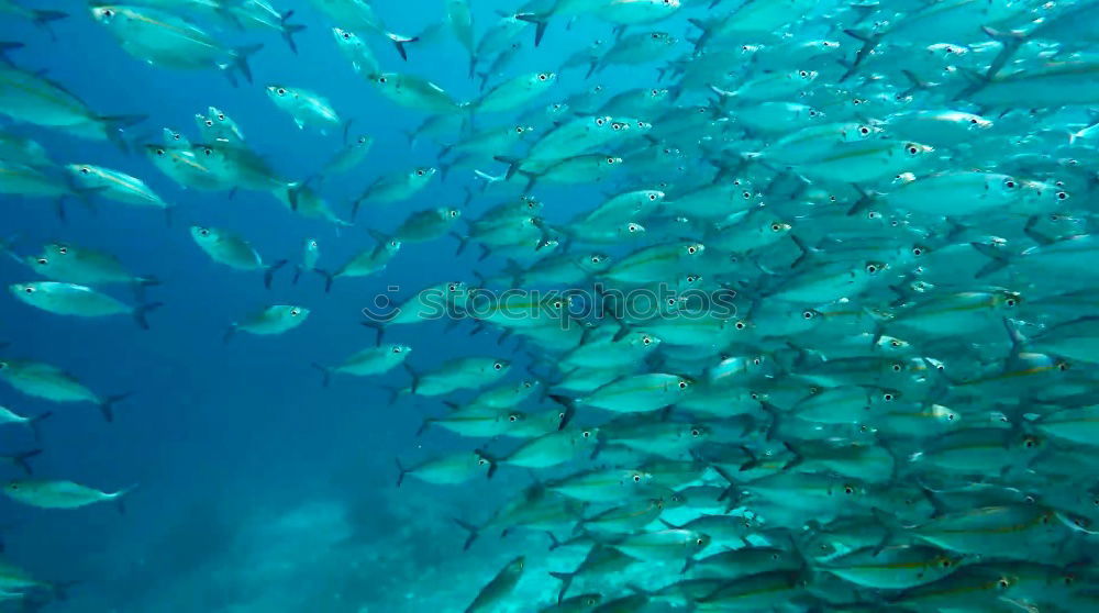 Similar – fish tornado Shoal of fish