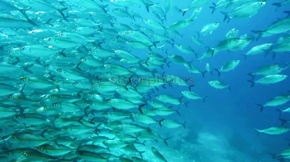 Similar – fish tornado Shoal of fish