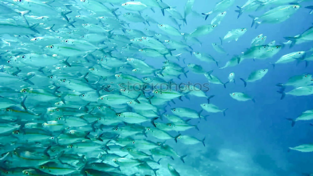 Similar – fish tornado Shoal of fish