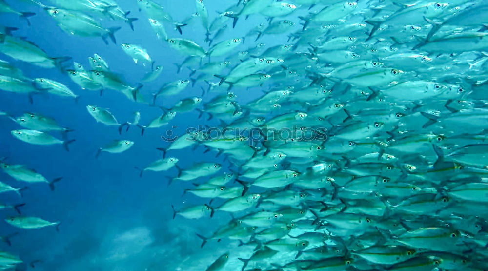 Similar – fish tornado Shoal of fish