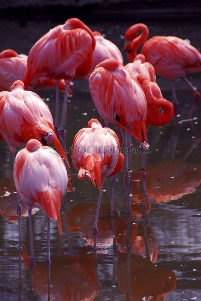 Similar – greater flamingos Animal