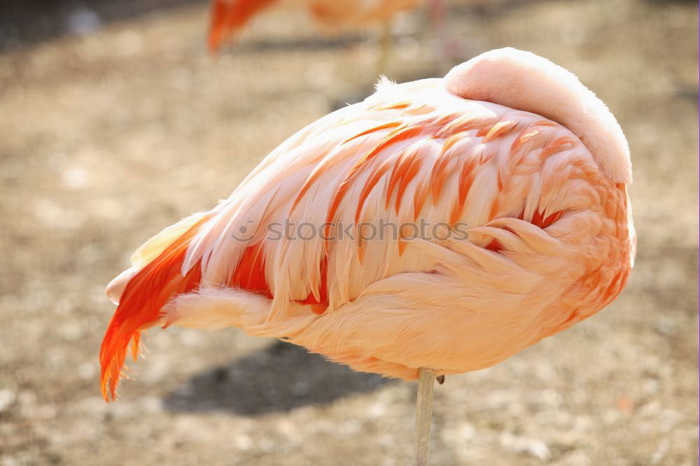 Similar – Image, Stock Photo weird bird Zoo Animal Sky