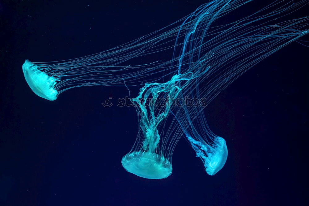 Image, Stock Photo Blue jellyfish in water