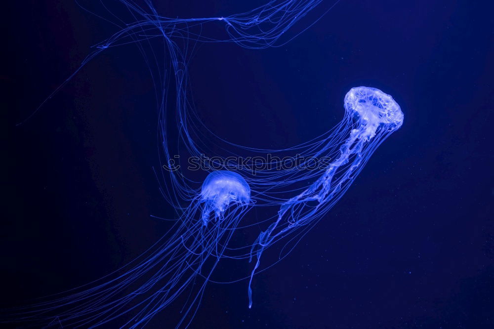 Similar – “Qualli “fiziert Jellyfish