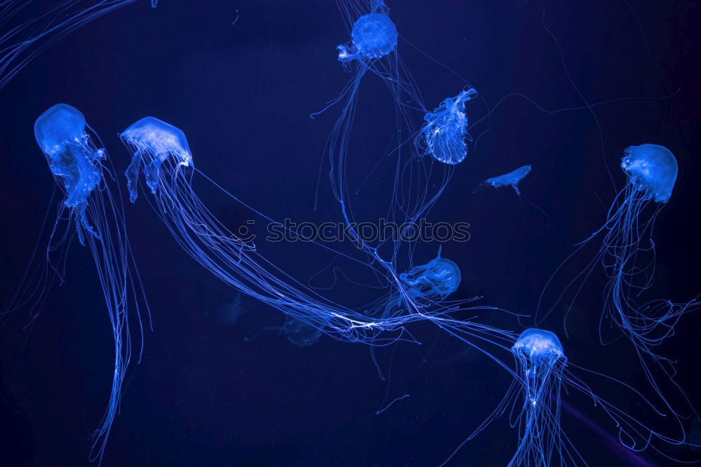 Similar – Jellyfish photo three