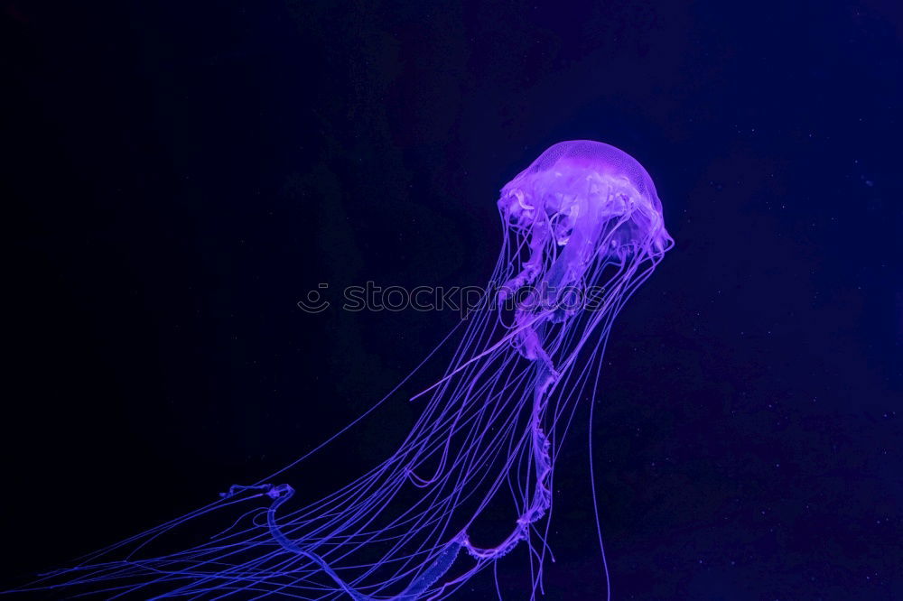 Similar – Jellyfish 2 Ocean Tentacle