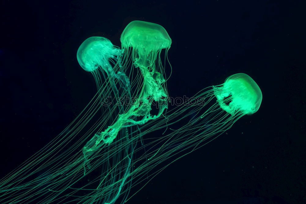 Similar – Jellyfish photo three