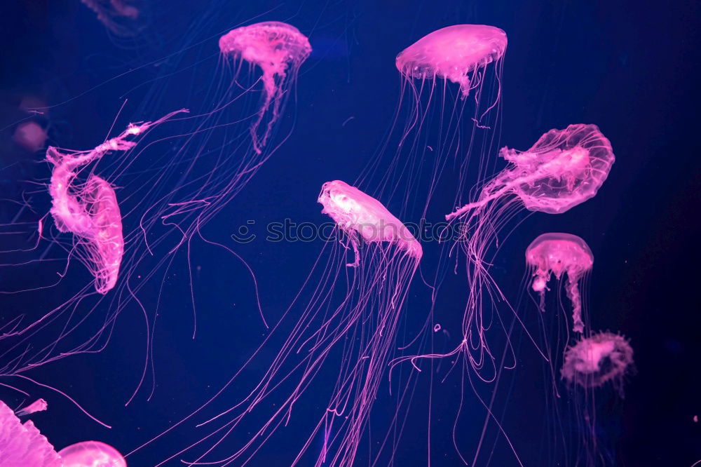 Similar – Jellyfish photo three