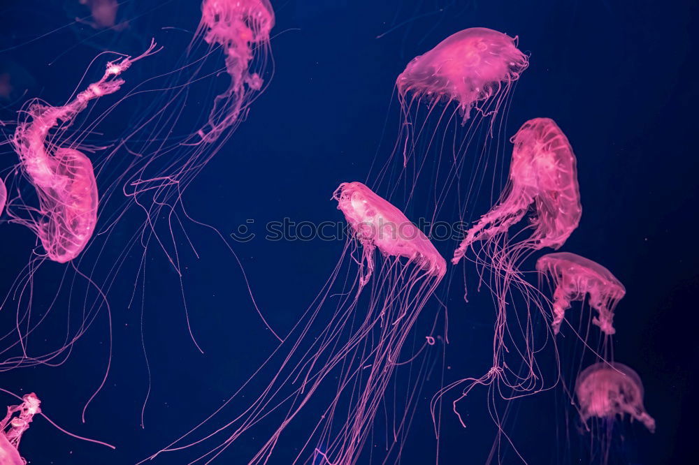 Similar – Foto Bild Jellyfish II Qualle