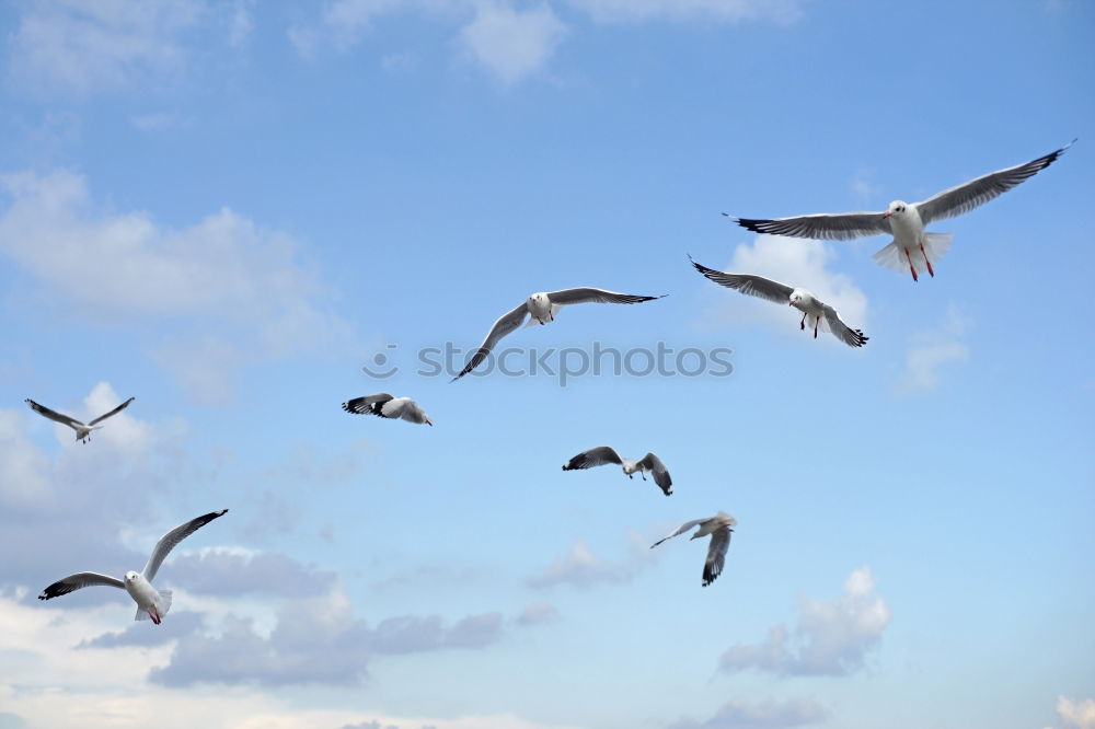 Similar – Image, Stock Photo flying gull. Athletic