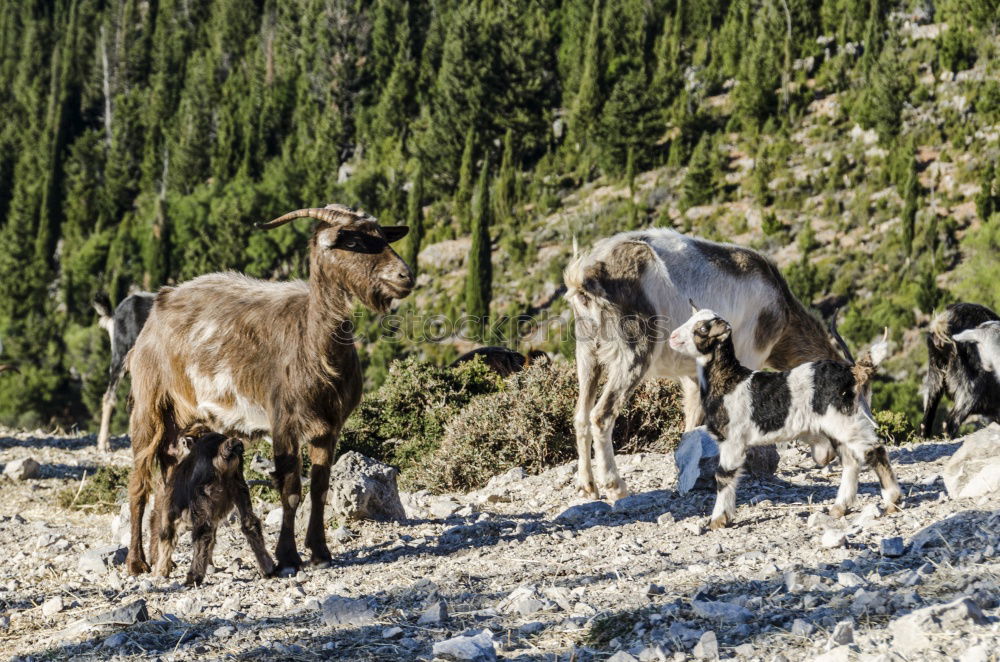 Image, Stock Photo Pitztal young cattle