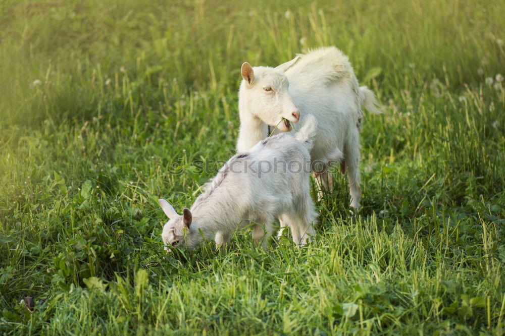 Similar – Kuhmutter blickt auf ihr Kalb