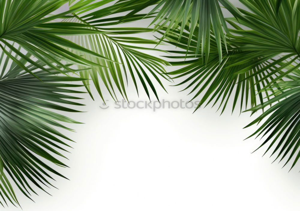 Similar – palm fronds Palm tree