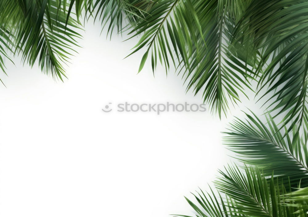 Similar – Three palm branches on neutral ground