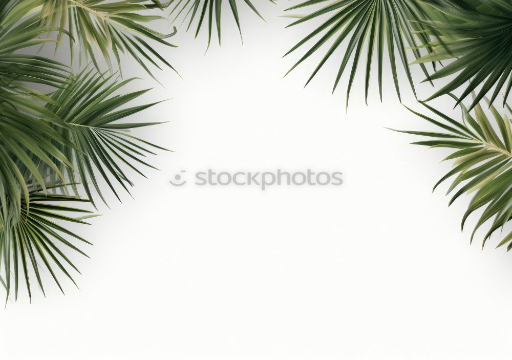 Similar – Gift with fir twig and blank white paper