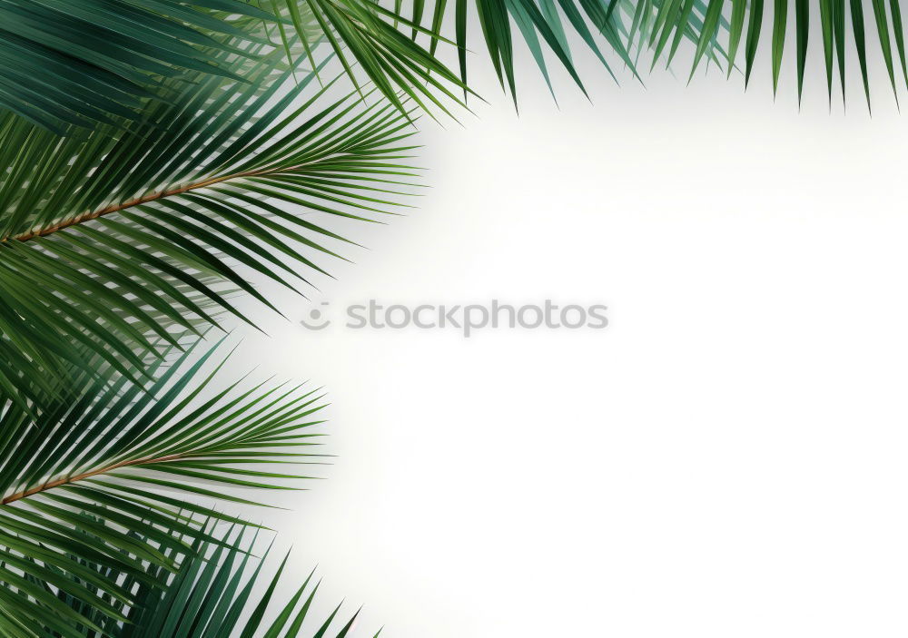 Similar – Three palm branches on neutral ground