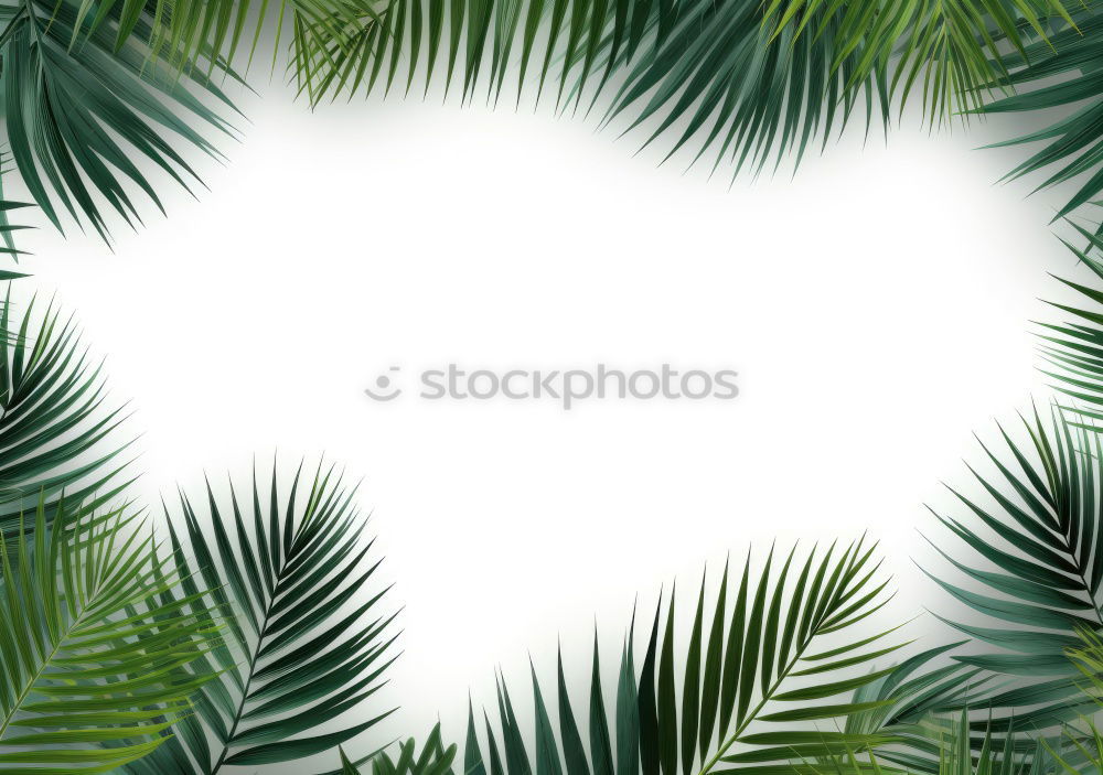 Similar – Foto Bild palm palm palme… Palme