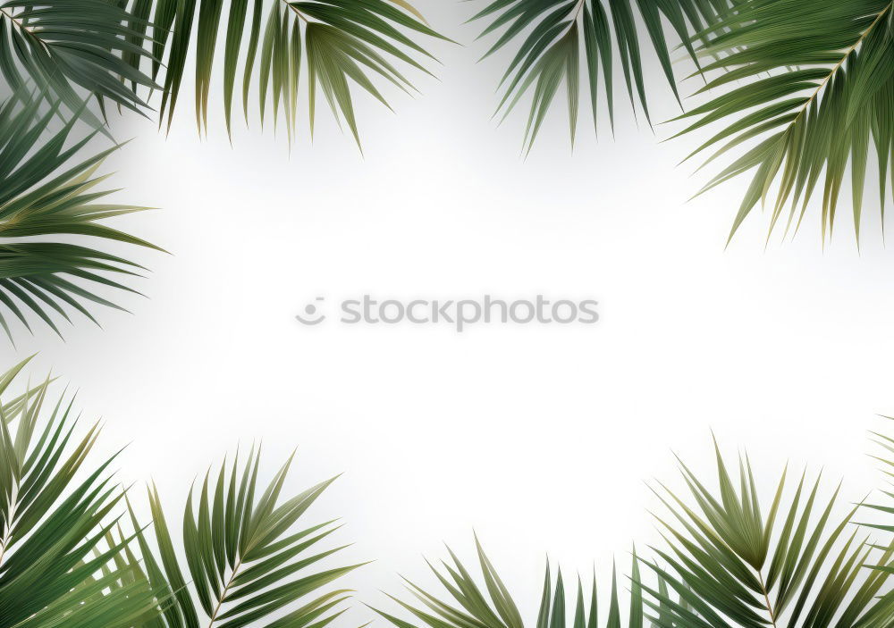 Similar – Three palm branches on neutral ground