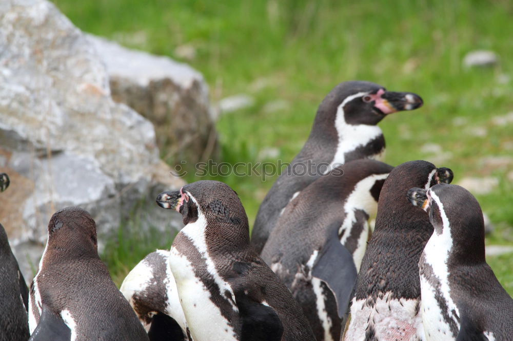 Similar – Puffins oOOO Nature Grass