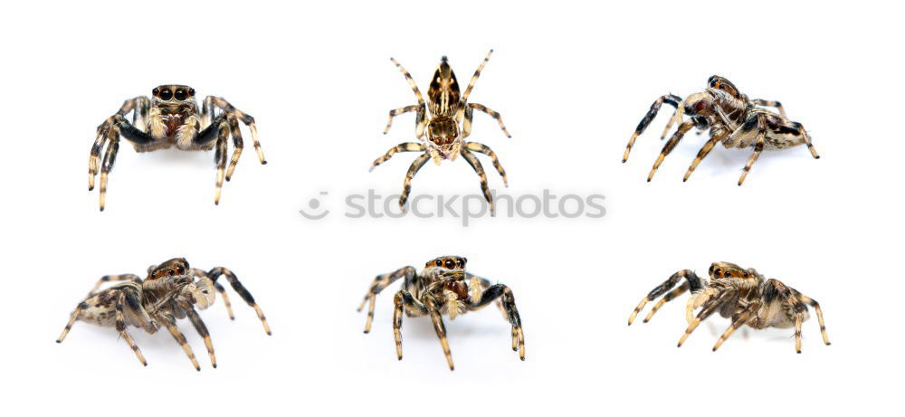 Similar – Image, Stock Photo low-cost airline Insect